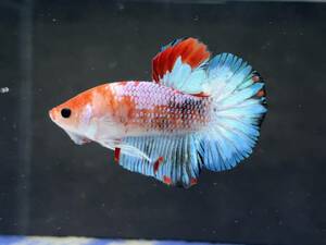 B819 betta Chan *[ animation seeing .^^]NEW! super beautiful beauty! colorful candy pra cut [ safety transportation!][ Thai direct import ][. put on complete compensation ]