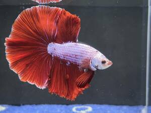 B827 betta Chan *[ animation seeing .^^]NEW! super beautiful beauty! red white Dragon half moon [ safety transportation!][ Thai direct import ][. put on complete compensation ]