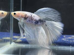 B828 betta Chan *[ animation seeing .^^]NEW! super beautiful beauty! clear fins blue marble half moon [ safety transportation!][ Thai direct import ][. put on complete compensation ]