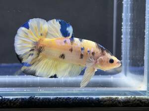 B865 betta Chan *[ animation seeing .^^]NEW! super beautiful beauty! lemon yellow candy pra cut [ safety transportation!][ Thai direct import ][. put on complete compensation ]