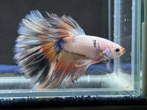 B875 betta Chan *[ animation seeing .^^]NEW! super beautiful beauty! colorful fancy half moon koi[ safety transportation!][ Thai direct import ][. put on complete compensation ]