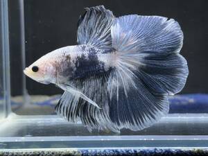 B879 betta Chan *[ animation seeing .^^]NEW! super beautiful beauty! blue marble Gris  cell half moon [ safety transportation!][ Thai direct import ][. put on complete compensation ]