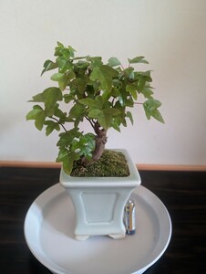  luck .. maple bonsai height of tree approximately 15. pot attaching shohin bonsai .. for . leaf maple .