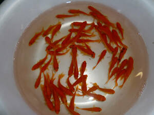  free shipping * small red goldfish 100 pcs set 