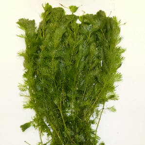 送料無料★カボンバ 金魚藻 １００本セット カモンバ