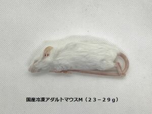 国産冷凍アダルトマウスM（23-29g）10匹セット