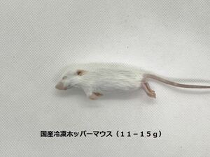 国産冷凍ホッパーマウス（11-15g）10匹セット