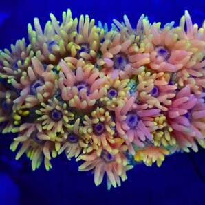 【美ら海】☆ラスト幻のサンゴ☆ ハナガササンゴ ※スーパーイエロー※ 【coral】【サンゴ】【アクアリウム】の画像4