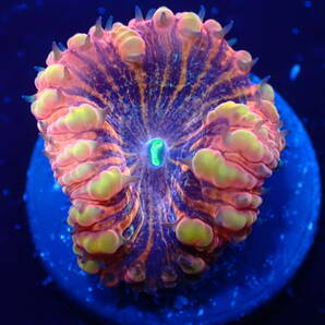 【美ら海】☆激美新カラー☆ オオタバサンゴ スペシャルレッド 『Red Blastomussa』【coral】【サンゴ】【アクアリウム】の画像2