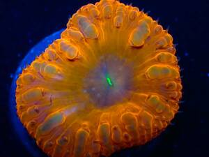 【美ら海】☆新入荷☆オオタバサンゴ　オレンジゴールド　『Orange Gold Blastomussa』【coral】【サンゴ】【アクアリウム】