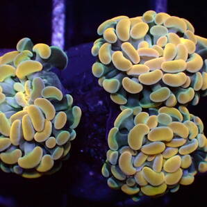 【美ら海】★大感謝祭★☆激発色☆ナガレハナサンゴ 『Gold Hummer』【coral】【サンゴ】【アクアリウム】の画像2