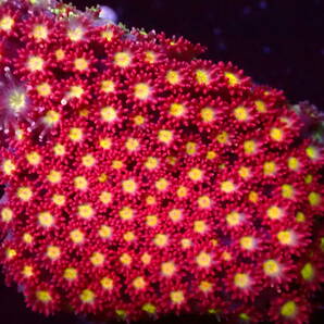 【美ら海】★大感謝祭★☆爆咲き☆ソマリアハナガサ『Goniopora aff. somaliensis』【coral】【サンゴ】【アクアリウム】の画像2