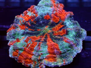 【美ら海】★大感謝祭★☆幻のサンゴ★アザミハナガタサンゴ　『Parascolymia』【coral】【サンゴ】【アクアリウム】
