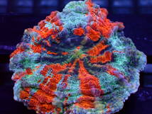 【美ら海】★大感謝祭★☆幻のサンゴ★アザミハナガタサンゴ　『Parascolymia』【coral】【サンゴ】【アクアリウム】_画像2