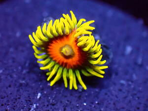 【美ら海】★大感謝祭★☆激レア☆サンフラワー　『Sunflower Zoa』【coral】【サンゴ】【アクアリウム】