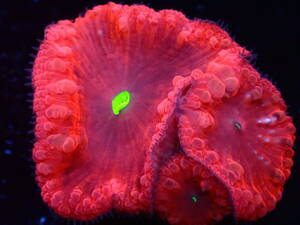 【美ら海】★大感謝祭★☆激発色☆オオタバサンゴ　レッド『Red Blastomussa 』【coral】【サンゴ】【アクアリウム】