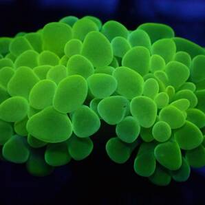 【美ら海】ナガレハナサンゴ グリーン 『Green Hummer』【coral】【サンゴ】【アクアリウム】の画像1