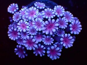 【美ら海】☆大人気☆　アワサンゴ　ホワイト＆ピンク 『Alveopora japonica 』　【coral】【サンゴ】【アクアリウム】