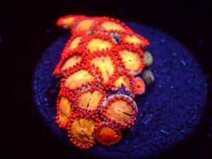 [ beautiful . sea ]* high coloring *ma female na silver orange [Silver Orange Zoa] [coral][ coral ][ aquarium ]