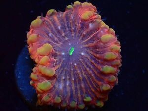 【美ら海】☆激レアカラー☆オオタバサンゴ　『Special Red Blastomussa』【coral】【サンゴ】【アクアリウム】