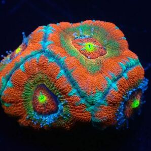 【美ら海】☆激発色4ポリプ☆ カクオオトゲキクメイシ マルチレッド 『Red Multi Micromussa lord』【coral】【サンゴ】【アクアリウム】の画像3
