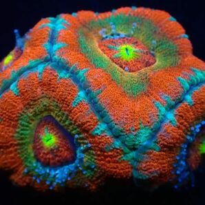 【美ら海】☆激発色4ポリプ☆ カクオオトゲキクメイシ マルチレッド 『Red Multi Micromussa lord』【coral】【サンゴ】【アクアリウム】の画像1