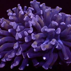 【美ら海】★激美2ヘッド★ ナガレハナサンゴ ダークパープル＆ゴールド『Purple＆Gold Hummer 』【coral】【サンゴ】【アクアリウム】の画像2