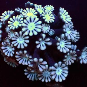 【美ら海】★★新入荷激美★★ アワサンゴ トゥルーシルバー 『Alveopora japonica True Silver』【coral】【サンゴ】【アクアリウム】の画像2