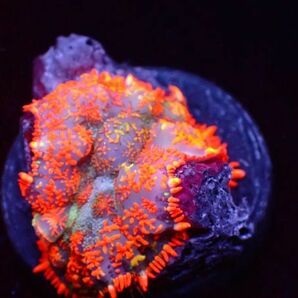 【美ら海】★高発色★ロダクティスマッシュルーム『Rodactis mushroom』【coral】【サンゴ】【フラワーコーラル】の画像3