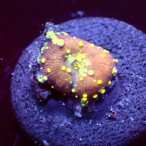 【美ら海】★レアディスク★ ゴールドラバランプマッシュルーム『 Gold Lavalamp Mushroom』【coral】【サンゴ】【フラワーコーラル】の画像4