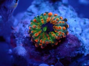 【美ら海】★新入荷★幻のサンゴ★　グラフテッドバブルディスク　『Grafted Ricordea Yuma』　【coral】【サンゴ】【coral】