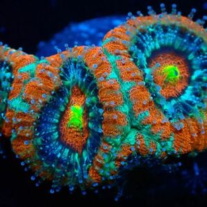 【美ら海】★新入荷カラー★ カクオオトゲキクメイシ 『Red Multi Color Micromussa lord』 【coral】【サンゴ】【coral】の画像1