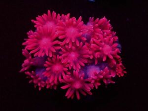 【美ら海】★激発色★ハナガサ　レッド　『Red Goniopora』　【coral】【サンゴ】【coral】
