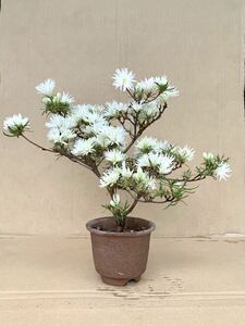 ツツジ 錦英 白花 希少種 