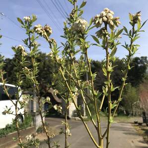 ブルーベリー   ピンクレモネード  ２鉢セット 花芽,蕾付き NO－4の画像3