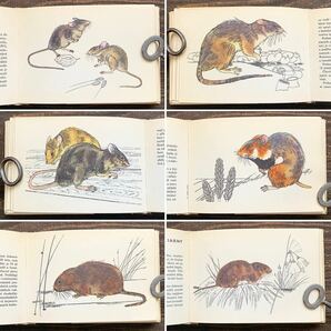 チェコの古い哺乳類の図鑑(NASI SAVCI 1970年)/アンティーク ヴィンテージ ヨーロッパ 哺乳類図鑑 動物図鑑 雰囲気◎/の画像5