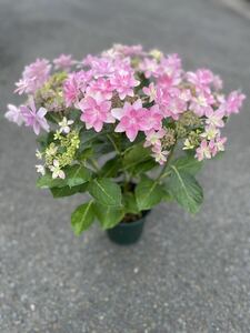 紫陽花鉢　ダンスパーティ　加茂セレクション　5寸　庭植えにも適している。人気品種。激安特価！早いもの勝ち。
