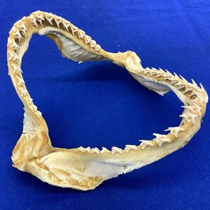鮫/顎/鮫の顎/顎骨標本/シャーク/剥製/コレクション 中古品 ACBの画像1