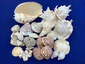  shell / together / mother-of-pearl / material / processing secondhand goods ACB