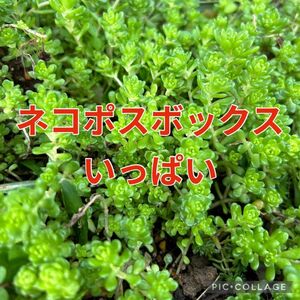 多肉植物 セダム タイトゴメ カット苗 抜き苗 ネコポスボックスいっぱい