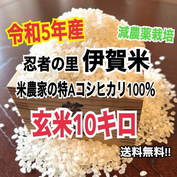 令和5年産伊賀米特Aコシヒカリ100%玄米10キロ (農家直送)減農薬栽培