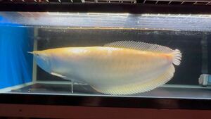 売り切り　ハイボディー・アルビノシルバーアロワナ　約６０cm【死着保証あり・北海道・九州・沖縄・発送可能】