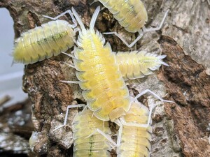 [Не менее 1 пара] Болибарио Овараджи Альбино Т-20 с кормлением