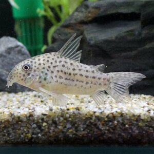 [ charm ] one point thing Corydoras *a rug I ensis( wild )hige dissolving * fillet lack equipped (306278)