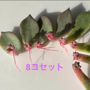 多肉植物^o^ 葉挿し赤ちゃん　エメラルドリップ8コセット