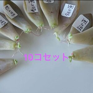 おまとめ中！多肉植物^o^ 葉挿し赤ちゃん銀玉蓮10コセット