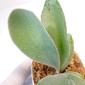 P.white.Mr.Oat sporeling 白選抜 胞子培養株 Platycerium peevia ビカクシダ コウモリラン 観葉植物 の画像7