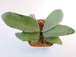 P.white.Mr.Oat sporeling 白選抜 胞子培養株 Platycerium peevia ビカクシダ コウモリラン 観葉植物 