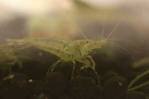 mi Nami freshwater prawn 20 pcs +α