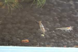 mi Nami freshwater prawn & water plants 3 kind 